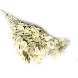 Gedroogde Lunaria White, Bruiloftsdecoraties, Vaasbloemen, Gedroogd boeket, Gedroogde bloemen om decoraties te maken
