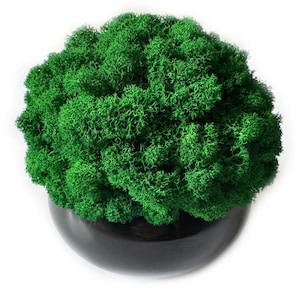 Puede incluir: Un arreglo de musgo verde brillante en una maceta de cerámica oscura y redondeada. El musgo es denso y texturizado, creando una forma esférica completa. La maceta tiene un acabado liso y brillante, proporcionando una base contrastante.