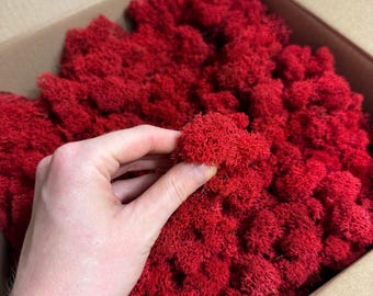 Reindeer moss Norden | stabilized | 300 grams | carton 30x30 cm | red