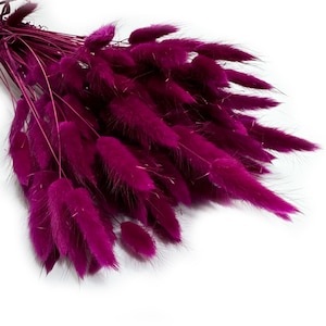 Peut inclure: Un bouquet d'herbe de queue de lapin séchée de couleur violette. Les tiges sont fines et les extrémités duveteuses sont d'un magenta profond.