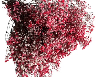 Alito del bambino conservato Gypsophila stabilizzata Bouquet di fiori stabilizzati Decorazioni per vasi naturali Decorazioni per matrimoni Decorazioni per la casa