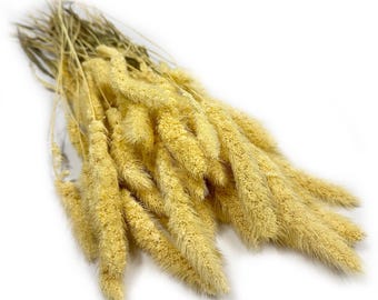 Dried Setaria Bleached, Setarea Dried Flowers, Floral Wedding Decor, Dried Flowers Home Decoration