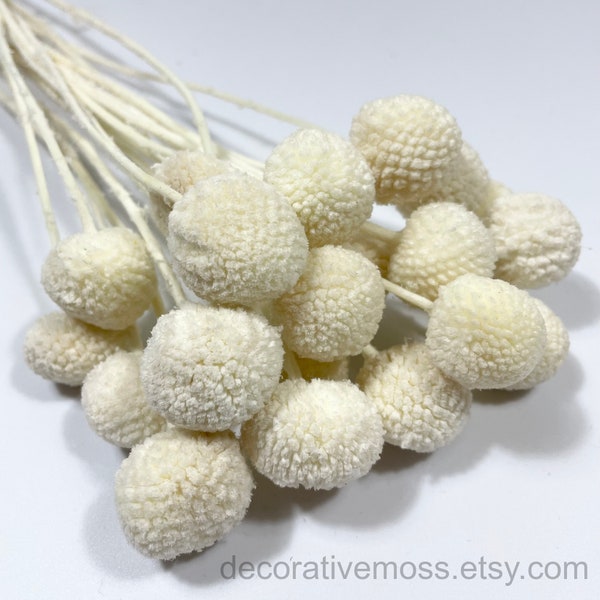 Craspedia | White | 20 stems | Billy Balls | Preserved Flowers | Dried Flowers