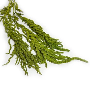 Può includere: Primo piano di diversi steli di amaranto verde brillante, una pianta fiorita, su sfondo bianco. L'amaranto ha un aspetto strutturato e a cascata, con piccoli gruppi densi di minuscoli fiori.