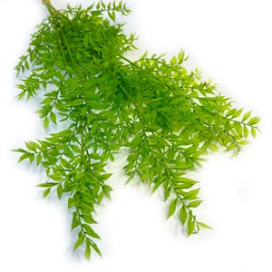 May include: A bunch of artificial green leafy stems with long, thin leaves. The stems are arranged in a cascading pattern, creating a lush and verdant look.