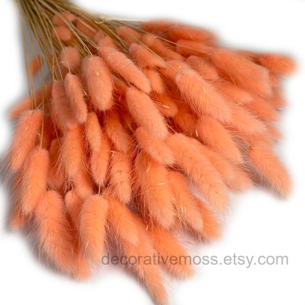 Lagurus, Bunny Tails, Dried Flowers, Wedding, Cake Decoration, Boho, Bouquet, Lagurus Bleached, Mini Pampas, Dried Plants, Pampas grass