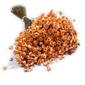 800 Dried Glixia Flowers, Peach, Natural Bouquet of Flowers, Wedding decoration, Flowers for Bouquets and Compositions, Dried Flowers