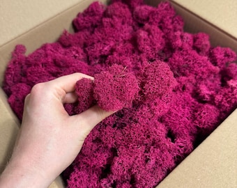 Reindeer moss Norden | stabilized | 300 grams | carton 30x30 cm | fuchsia