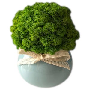 Puede incluir: Una pequeña maceta redonda de cerámica azul claro llena de musgo verde vibrante. Un lazo de cuerda de color natural adorna el exterior de la maceta. El musgo tiene una apariencia texturizada y orgánica, creando un acento decorativo.