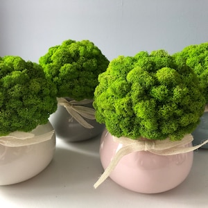 Ceramic pot with Reindeermoos, moss in a pot, natural moss, original gift idea, interior decoration, green moss, decoration home, handmade