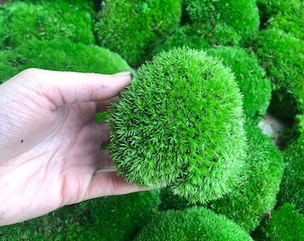 Pole moss, preserved moss, ball moss