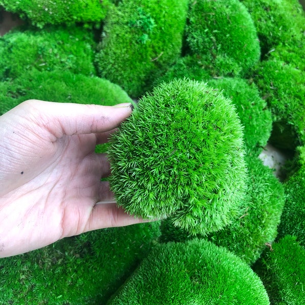 Mousse de poteau, mousse préservée, mousse en boule