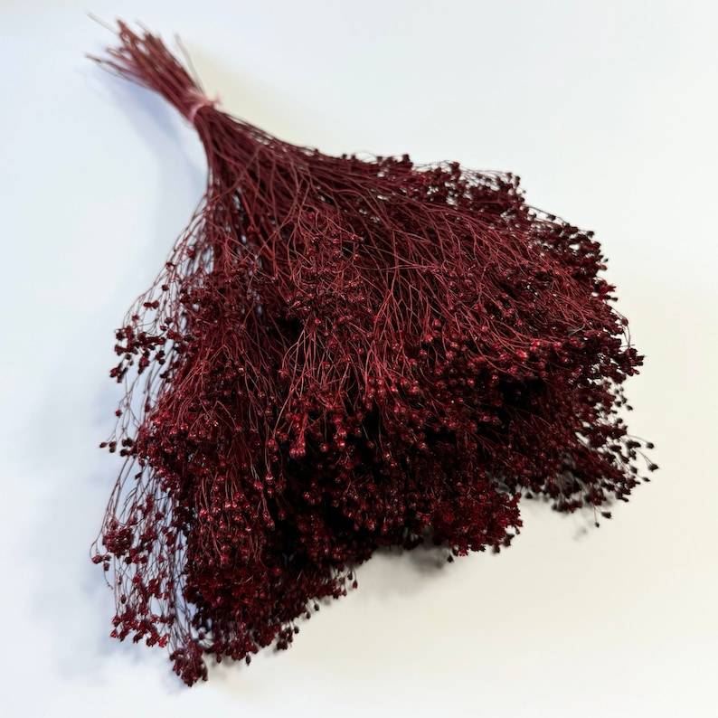 Flor de retama seca color clarete, flores secas, decoración floral para bodas, decoración del hogar con flores secas imagen 2