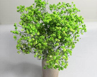 Gypsophila verde preservada, Gypsophila estabilizada, Flores secas, Decoración floral para bodas, Decoración del hogar con flores secas, Estabilizada