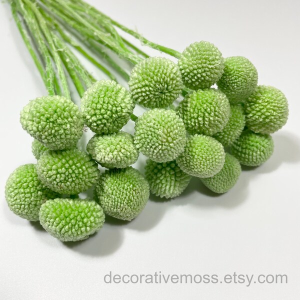 Craspedia | Green | 20 stems | Billy Balls | Preserved Flowers | Dried Flowers