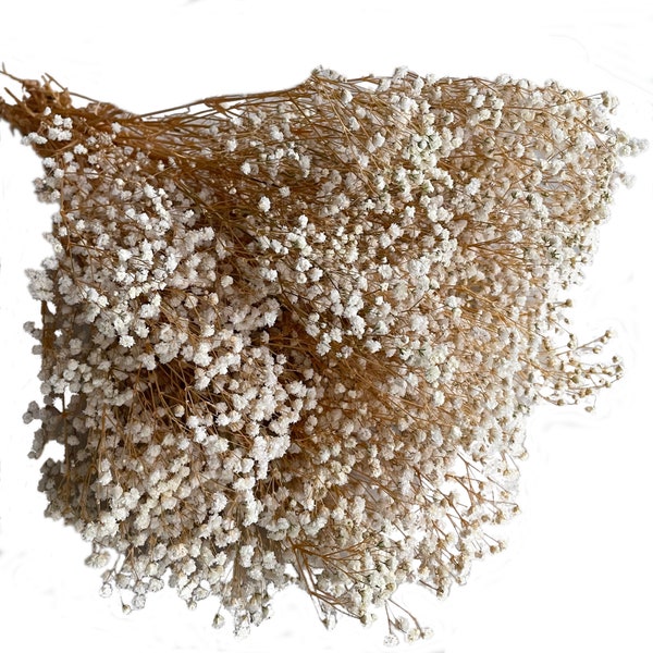 Preserved Baby's Breath Preserved Gypsophila Stabilized Flowers Bouquet Natural Vase Decor Wedding Decor Home Decoration