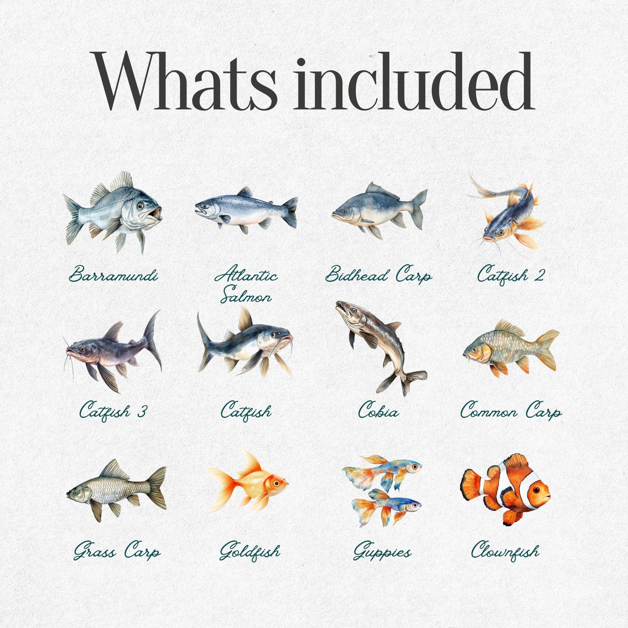 Fish Clipart Pack – Sustainable Seafood Graphics, Digital Art for ...