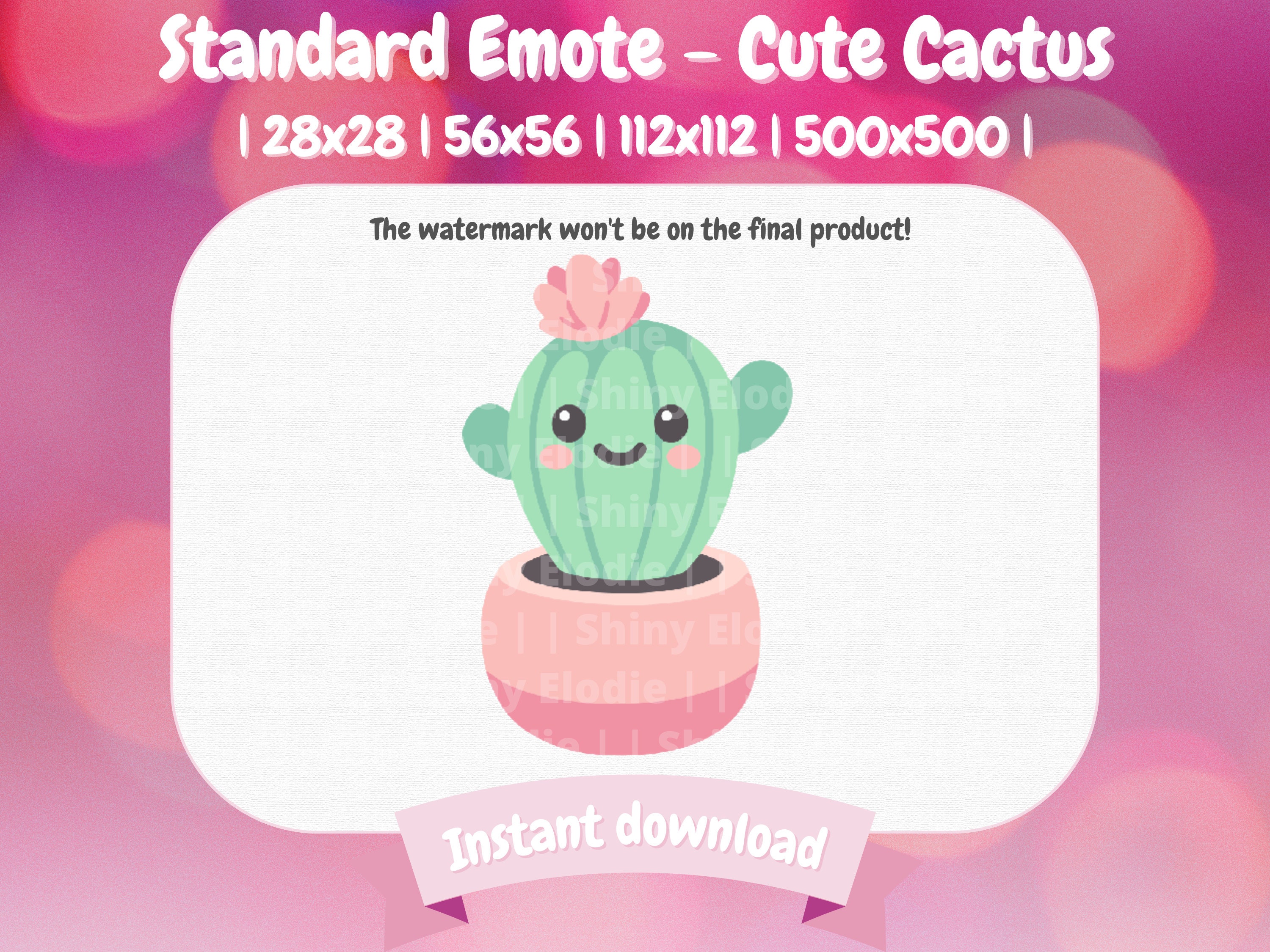 gymnocalycium hamatum Gymnocalycium berchtii