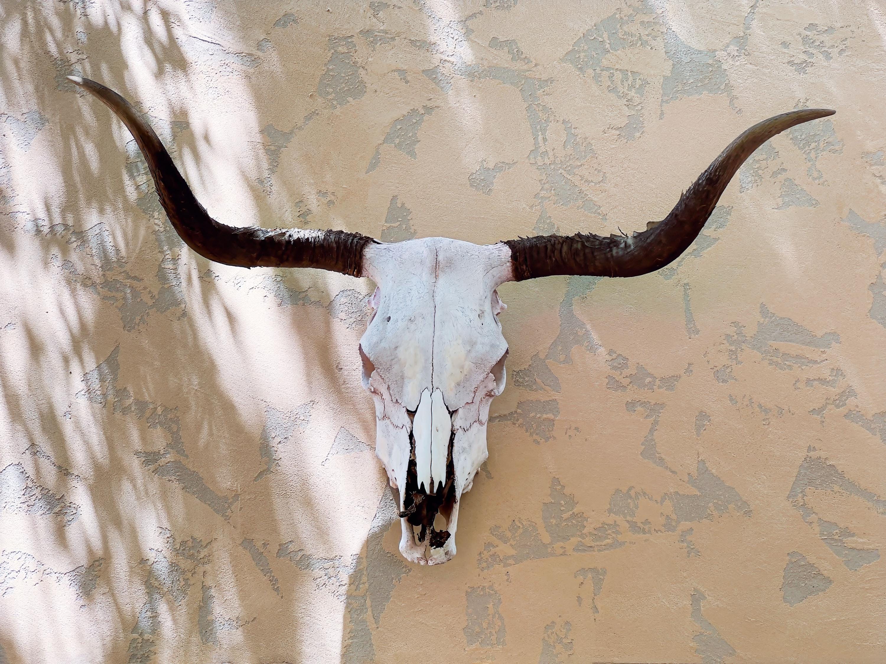 ロングホーンスカルプリント：テキサス西部風インテリア - Etsy 日本