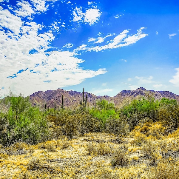 Arizona Sunrise/ Arizona desert landscape/ desert cactus