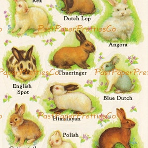 Hoja de pegatinas retro imprimibles vintage con razas de conejos, descarga digital instantánea, calcomanías de animales, sellos, collage, imágenes prediseñadas