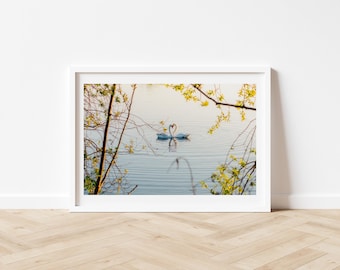 Fotografia z łabędziami na jeziorze, romantyczny obraz ścienny z łabędziem, dekoracja ścienna z spokojnym krajobrazem wodnym, nieoprawiona dekoracja domu w formacie A4/A5