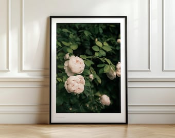 Grafika z różami w ogrodzie Nottingham, fotografia kwiatów angielskich, delikatna sztuka ścienna z motywem botanicznym, romantyczny wystrój ogrodu wiejskiego