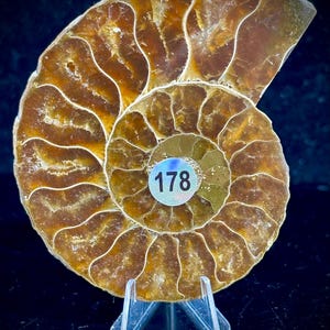 May include: A polished amber-coloured ammonite fossil featuring intricate, swirling chambers separated by white mineralised lines. A small, circular sticker with the number 178 is affixed to the centre of the fossil, which rests on a clear stand.