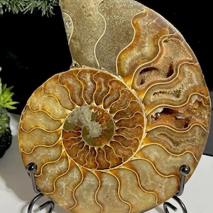 May include: A polished ammonite fossil specimen featuring a spiral shell with intricate, wavy suture lines in shades of amber, gold, and brown. The fossil displays a hollow, crystalline interior cavity and is supported by a black metal display stand.
