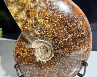 May include: A polished ammonite fossil, showcasing a spiral shape and intricate patterns. The fossil's surface displays a mix of brown, tan, and cream colors, with a detailed leaf-like design. It is displayed on a black metal stand.