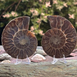 Opalized Ammonite Crystal Fossil Up To 416 Million Years Old Jurassic Specimen