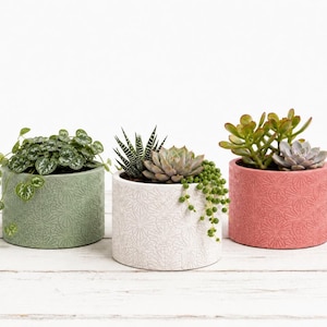 May include: Three decorative planters with succulents. The planters are cylindrical and feature a textured, geometric pattern. One is light green, one is white, and the third is coral. The plants include a variety of succulents and trailing plants.