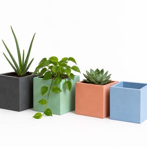 May include: Four square concrete planters in a row, each a different color. The colors are dark gray, light green, coral, and light blue. Each planter holds a different plant, including aloe vera and a succulent.