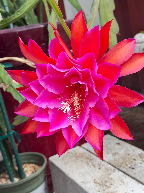 Epiphyllum  Don Crain  Hybrid [ Plant Stem Cutting Between 7- 9 Long ]  - Etsy