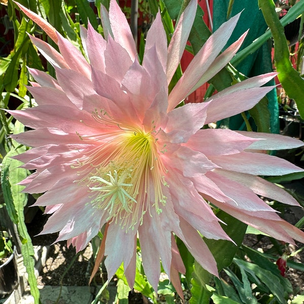 Set Of 2 Cuttings Epiphyllum " Pink Plumes " Hybrid [ Plant stem cutting between 7"-9" long ]