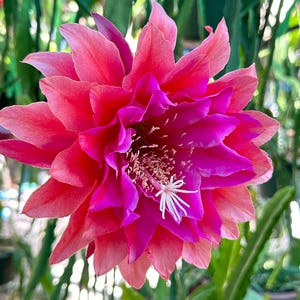 May include: A vibrant pink and magenta cactus flower with white stamen blooms in a garden setting.
