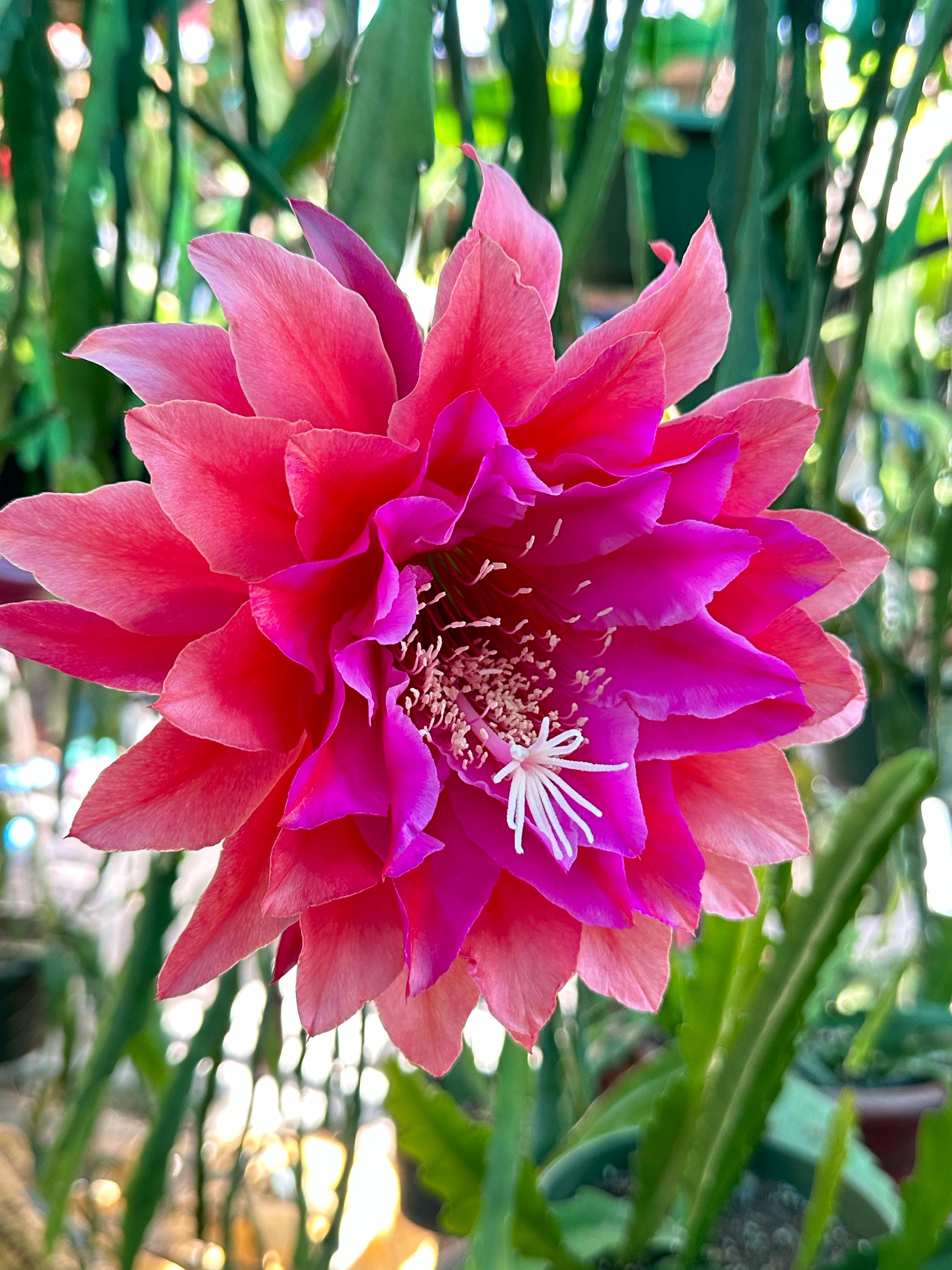 Epiphyllum “ Kiwi Treasure Box “ Hybrid [ Plant Stem Cutting