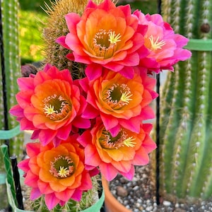 Hildewintera ' Mamacita ' Hybrid Flower Size - Etsy