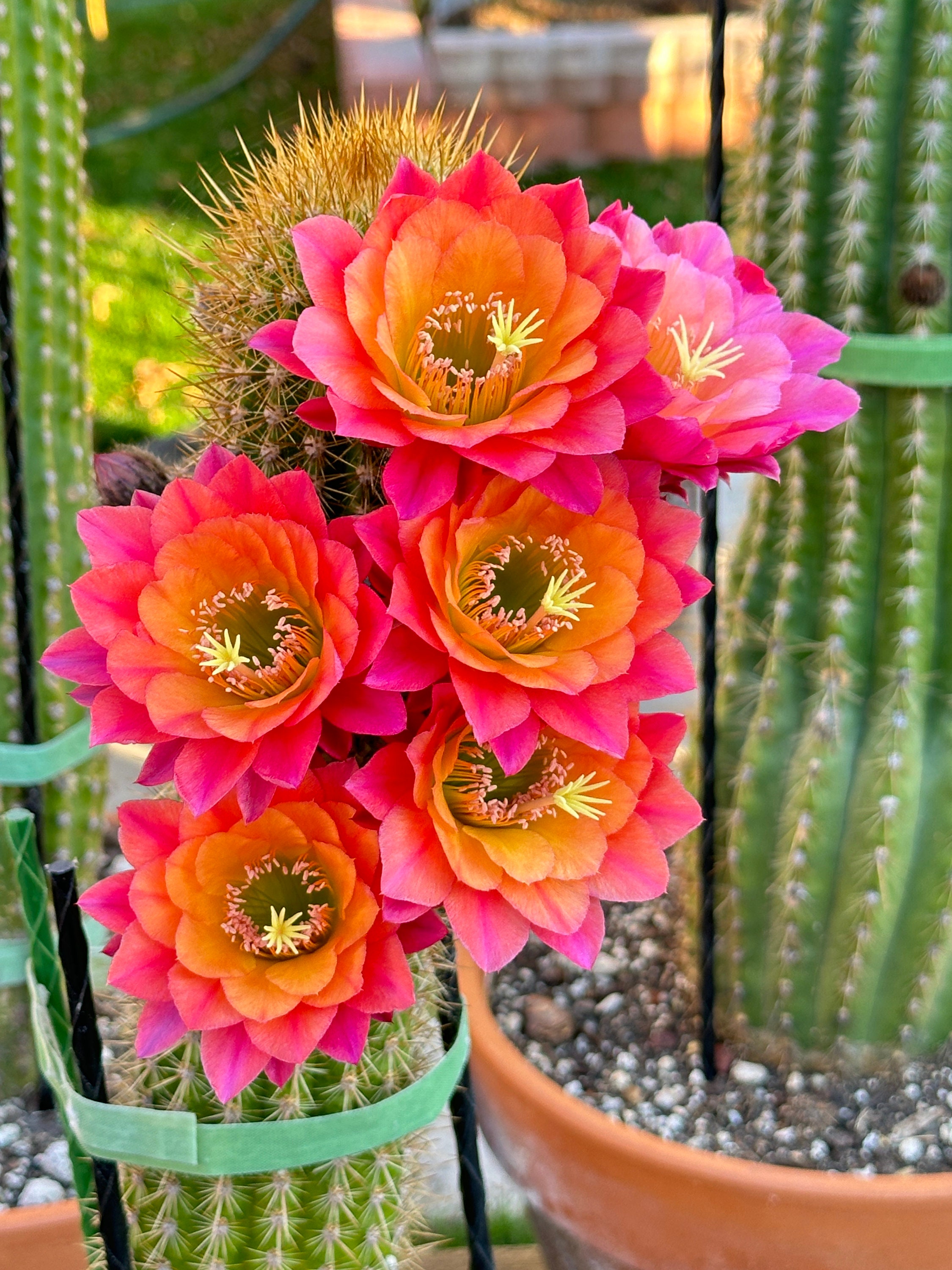 Hildewintera ' Mamacita ' Hybrid Flower Size - Etsy