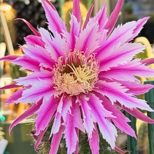 May include: A vibrant cactus flower with long, pointed petals in shades of magenta and white. The center features a dense cluster of pale yellow stamens. The bloom sits atop a green, spiky cactus stem with visible spines and a textured surface.