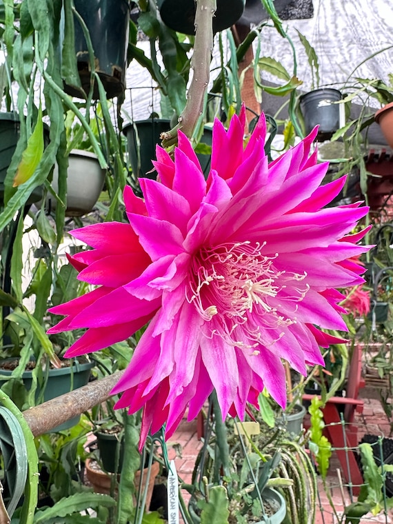 Epiphyllum “ Kiwi Pop Idol “ Hybrid [ Plant Stem Cutting Between 7