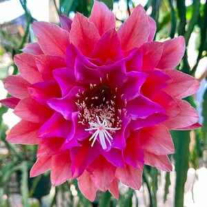 May include: A vibrant pink and magenta cactus flower with a white center. The flower has many petals and is in full bloom.