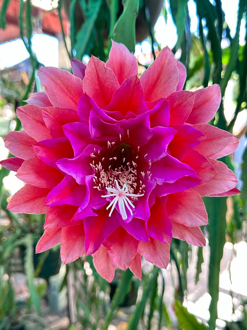 May include: A vibrant pink and magenta cactus flower with a white center. The flower has many petals and is in full bloom.