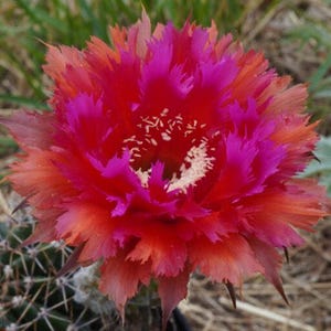 Echinopsis “ASD.2015.10.86” Hybrid [ Plant well rooted, Flower size ] ***Exact Plant ***