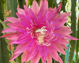 Epiphyllum “ Crystal Flash “ Hybrid [ Plant stem cutting between 7”- 9”long ]