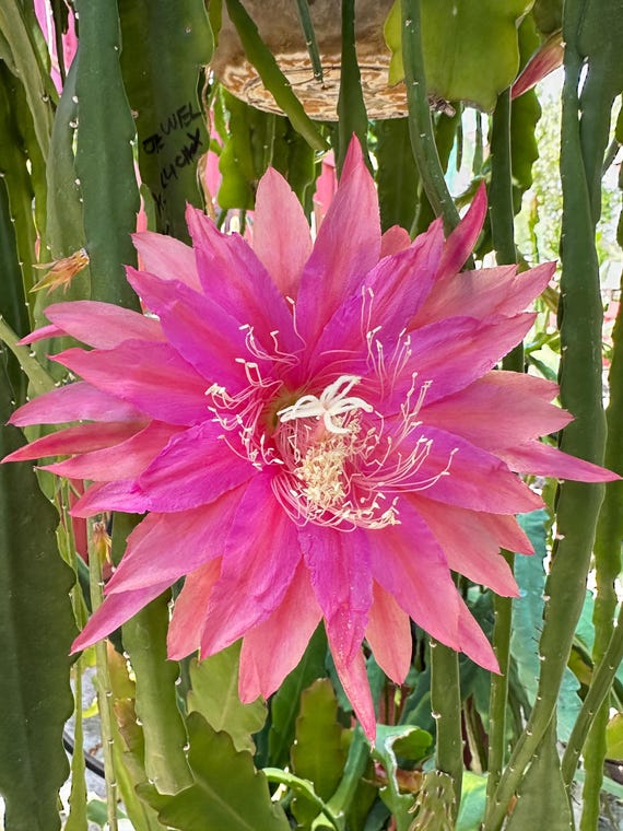 Epiphyllum “ Crystal Flash “ Hybrid [ Plant Stem Cutting Between 7