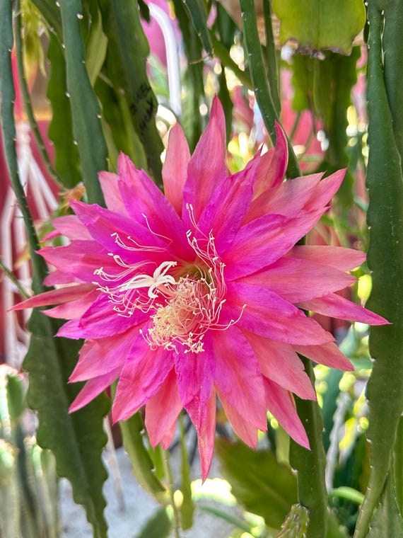 Epiphyllum “ Crystal Flash “ Hybrid [ Plant Stem Cutting Between 7