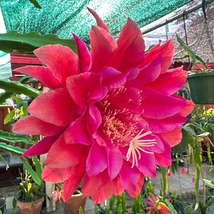 May include: A large, vibrant pink cactus flower with a white center and many petals. The flower is in bloom and is growing outdoors.
