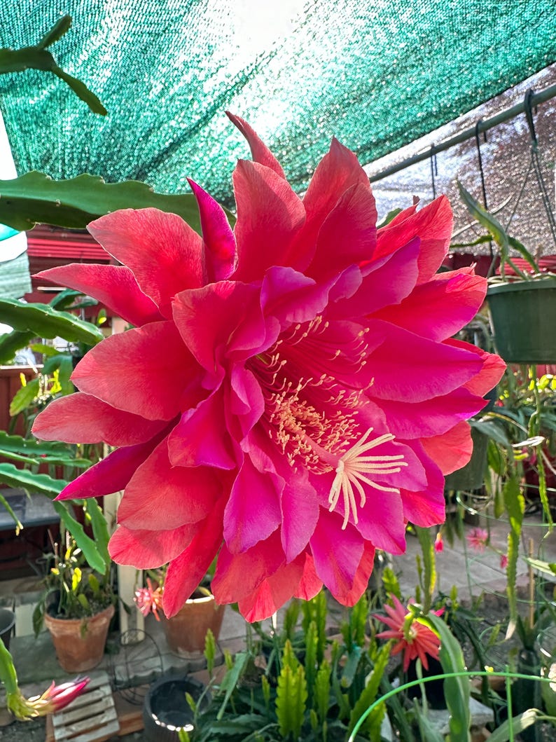 May include: A large, vibrant pink cactus flower with a white center and many petals. The flower is in bloom and is growing outdoors.