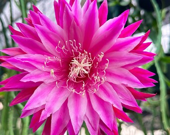 Epiphyllum “ Kiwi Pop Idol “ Hybrid [ Plant stem Cutting Between 7”-9” long ]